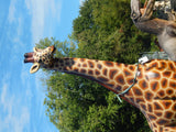 Statue - Life Size 12 feet Tall Giraffe