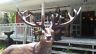Statue - Life Size Standing Red Stag Reindeer