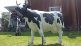 Statue - Life Size Black White Cow