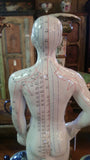 ANATONY   Acupuncture Human Structure