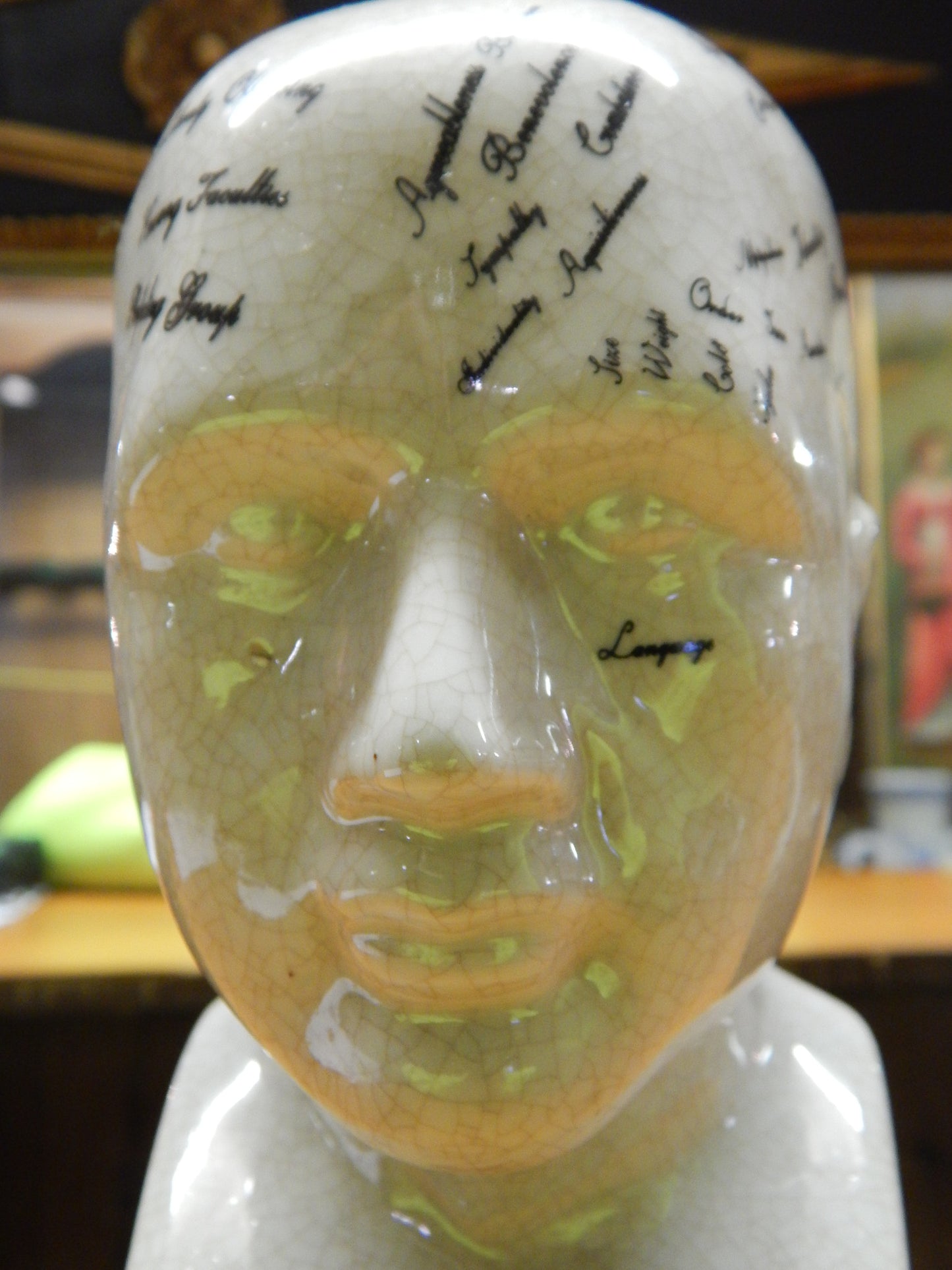 Phrenology 8" Head Bust