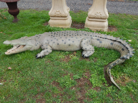 Statue - Life Size 12ft Crocodile