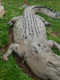 Statue - Life Size 12ft Crocodile