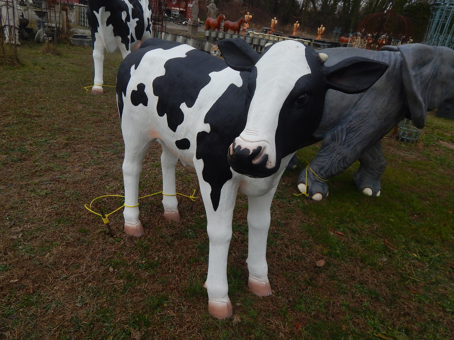 Calf Life Size Medium