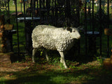 Statue - Life Size White Sheep