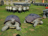 Statue - Life Size Realistic Animal Galapagos Tortoise