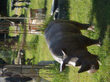 Statue - Life Size Giant Rhino