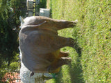 Statue - Life Size Giant Rhino