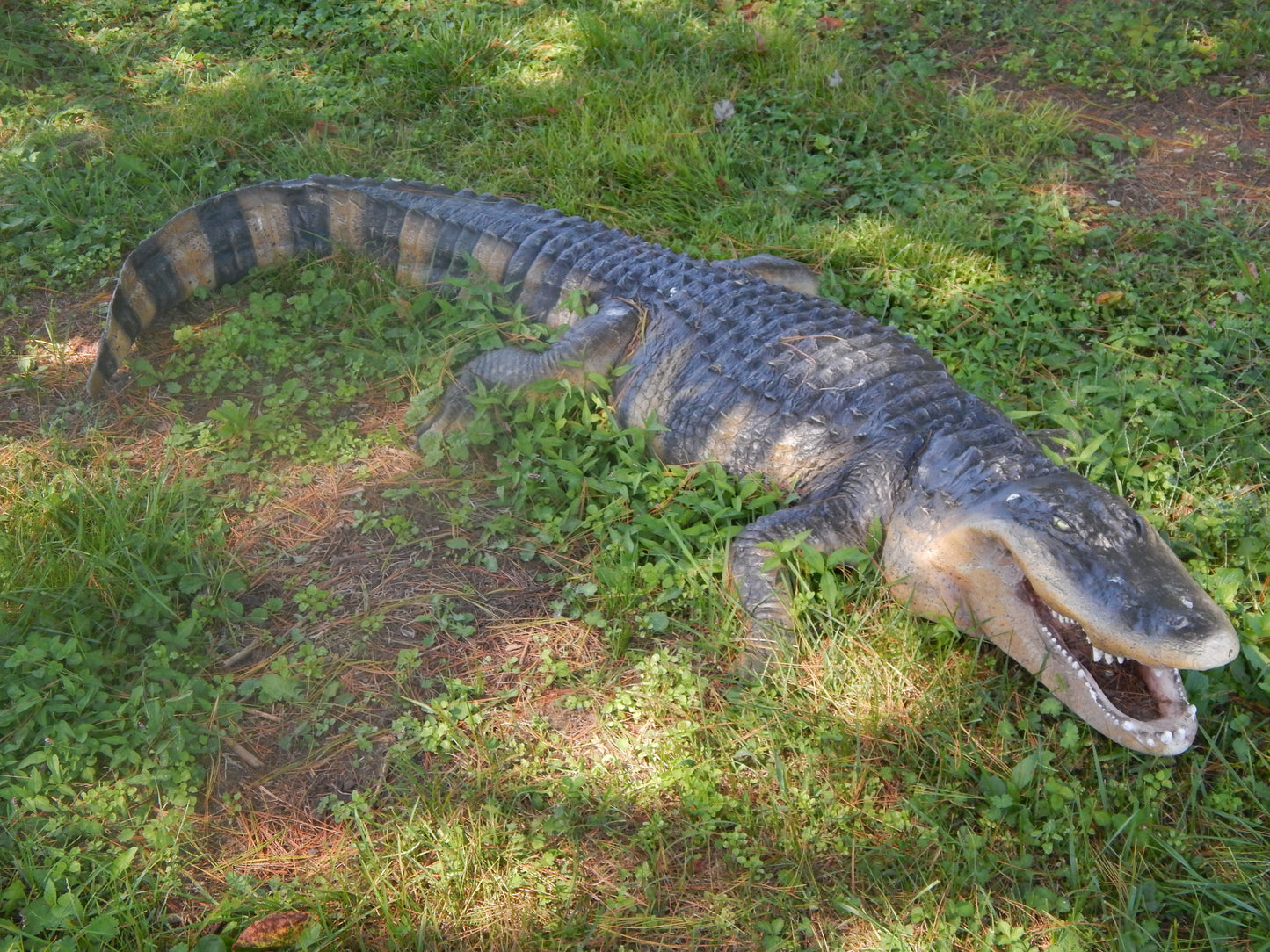 Statue - Life Size 8 Ft American  Realistic Alligator